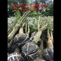 桂林桂花苗——从基地到绿化的优质选择