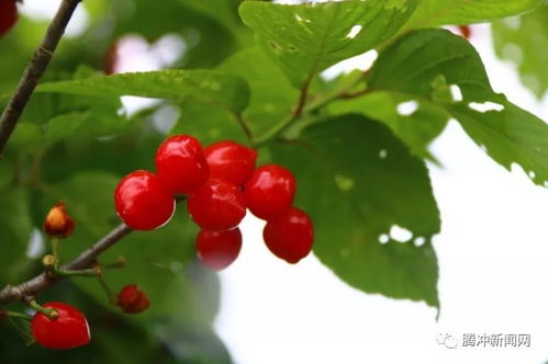 侍郎坝的隐秘角落 花果山上桂花香
