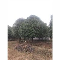 河南桂花种植与繁育的绿色发展之路