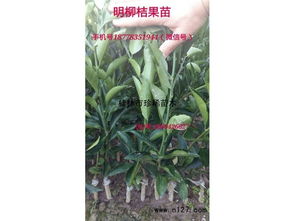 广西优质明柳桔供应与桂花繁育的生态经济画卷