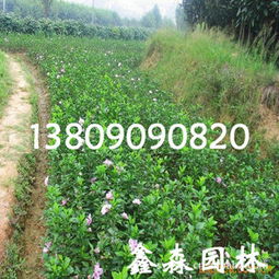 打造多层次耐性，成就卓越根系与高度成活率——优势人工繁育澄永小型珍沉香茶树重点之一～实为扩展您的桂花产业化进程 全面析解5幅培育沉桂规范实施方案。