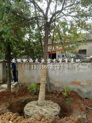 桂花树下，绿叶扶持 肥西龙云苗木园观术印迹