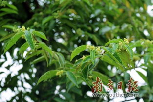 药材飘香沁满城,莞邑制造润南药 桂花繁育