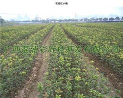 广西荔浦彩叶桂花新品种开发 专业繁育与销售引领绿化新风尚