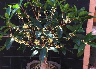 盆栽花卉中嫁接繁殖法详解与桂花繁育中的应用