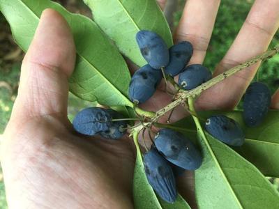 结果不多的桂花树，为何很难在我们的庭院里见到果实？