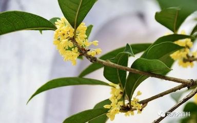 桂花繁育