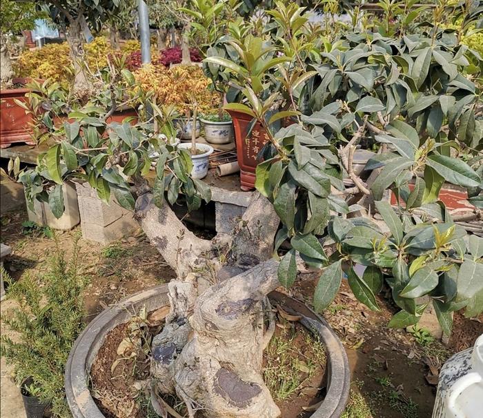 桂花不容易扦插？用这种方法繁殖，生根快、成活率高